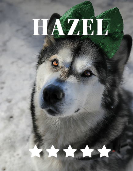 hazel_spotlight